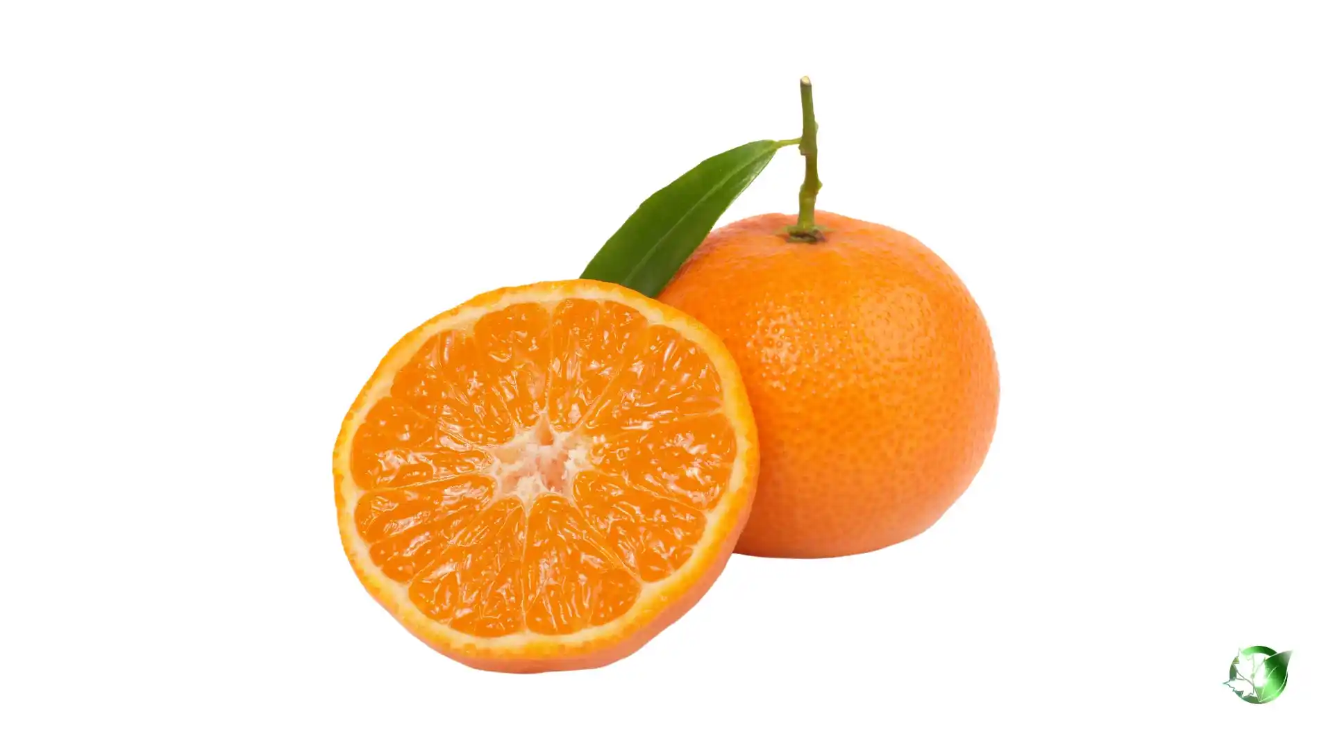 Bulk Mandarin Orange | Suppliers | Wholesale | ParsaFood Global